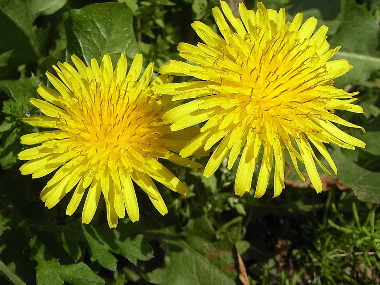 rimg0005.jpg
